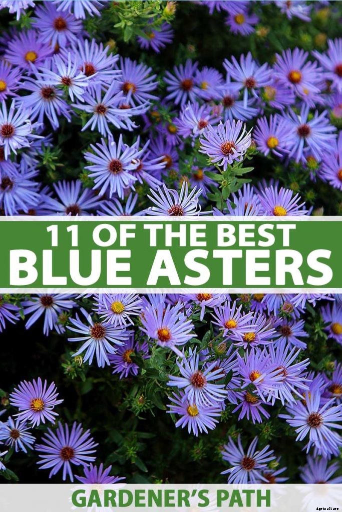 11 of the Best Blue Asters to Add to the Garden