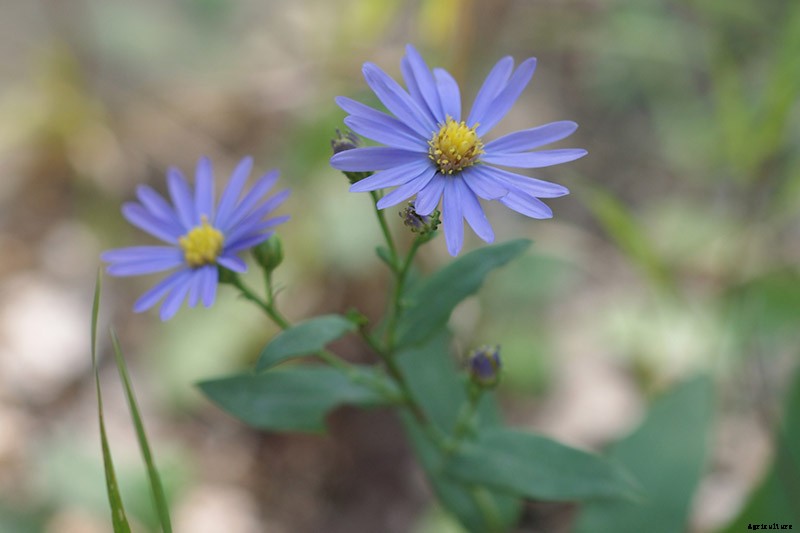 11 of the Best Blue Asters to Add to the Garden