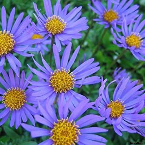 11 of the Best Blue Asters to Add to the Garden