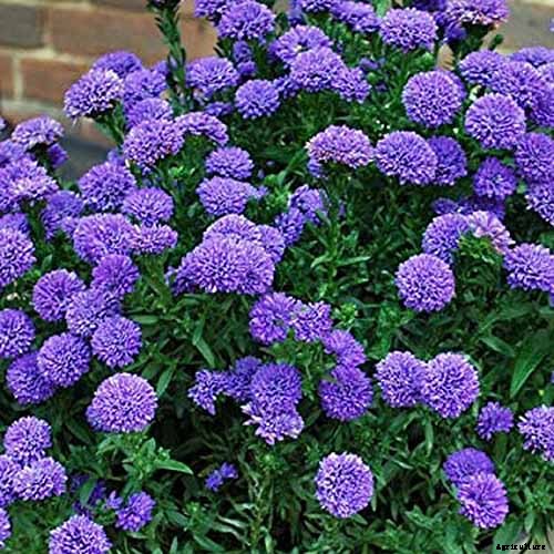 11 of the Best Blue Asters to Add to the Garden