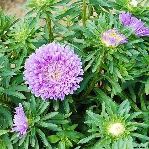 11 of the Best Blue Asters to Add to the Garden