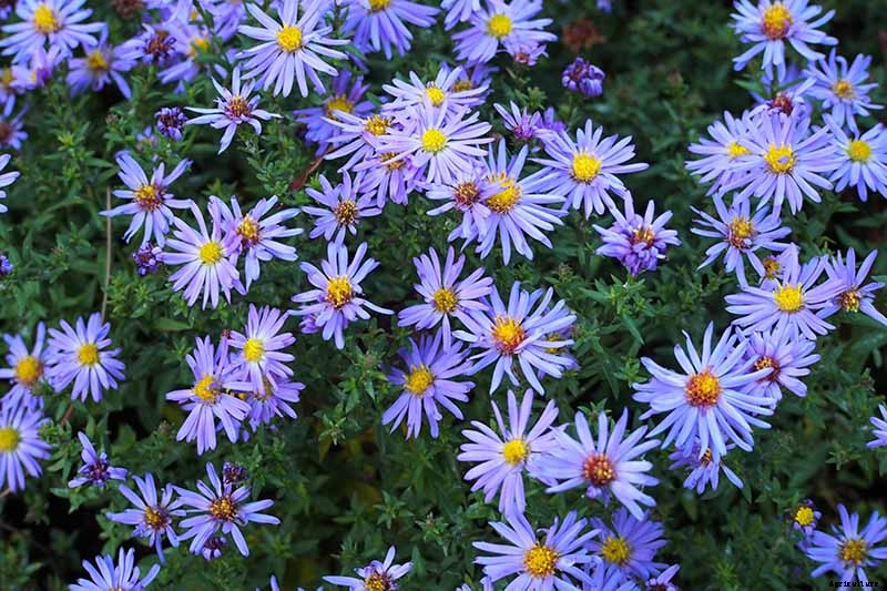 11 of the Best Blue Asters to Add to the Garden