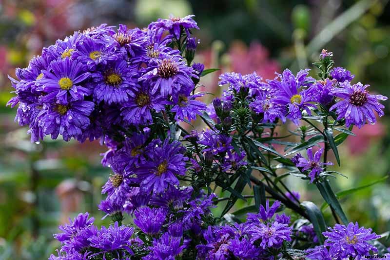 11 of the Best Blue Asters to Add to the Garden
