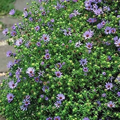 11 of the Best Blue Asters to Add to the Garden