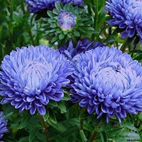 11 of the Best Blue Asters to Add to the Garden