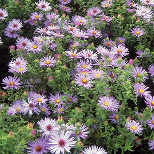 11 of the Best Blue Asters to Add to the Garden