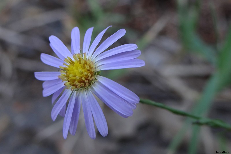 11 of the Best Blue Asters to Add to the Garden