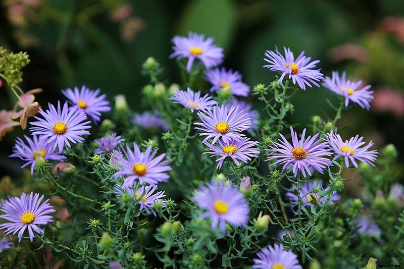 11 of the Best Blue Asters to Add to the Garden
