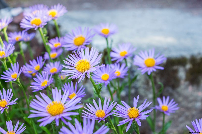 11 of the Best Blue Asters to Add to the Garden