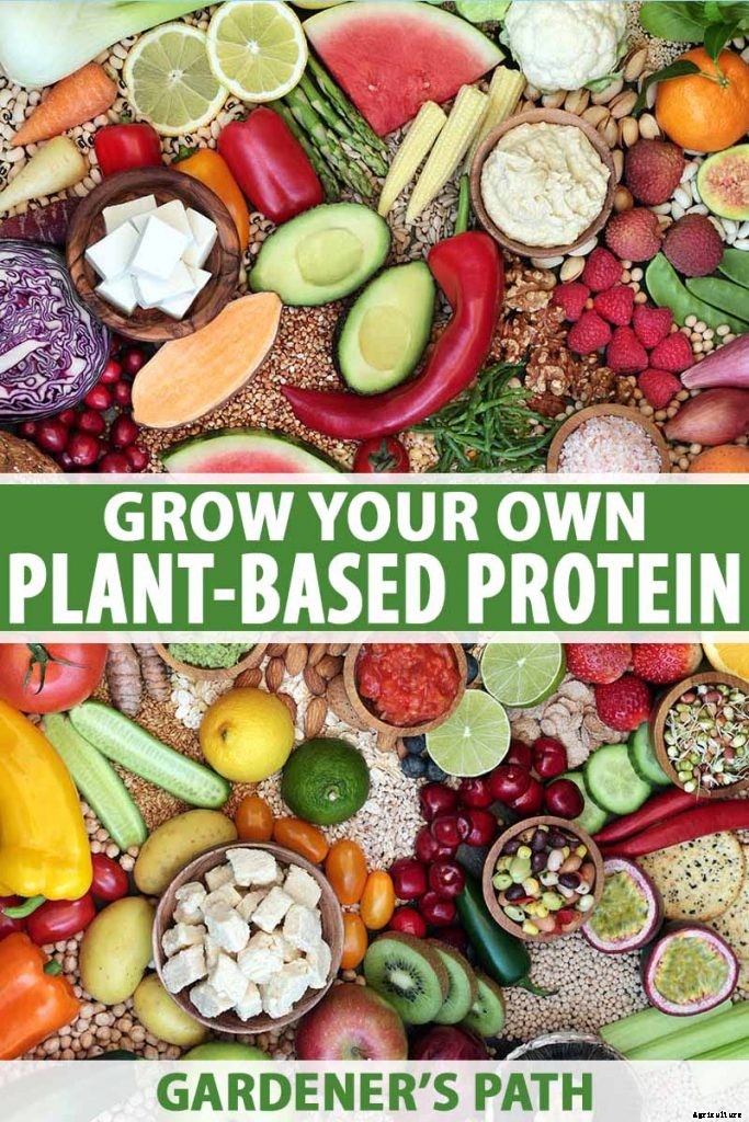 Plant-Based Protein: The Best Protein-Packed Plants to Grow in the Garden