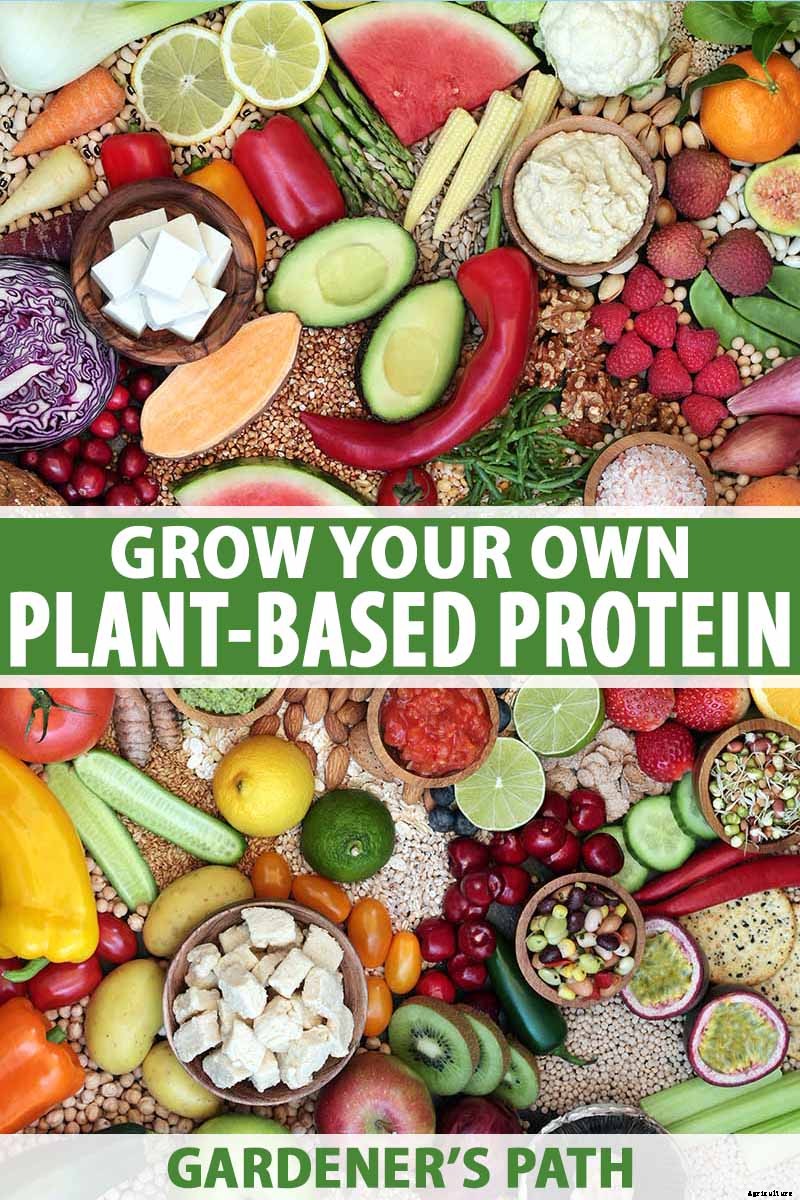 Plant-Based Protein: The Best Protein-Packed Plants to Grow in the Garden