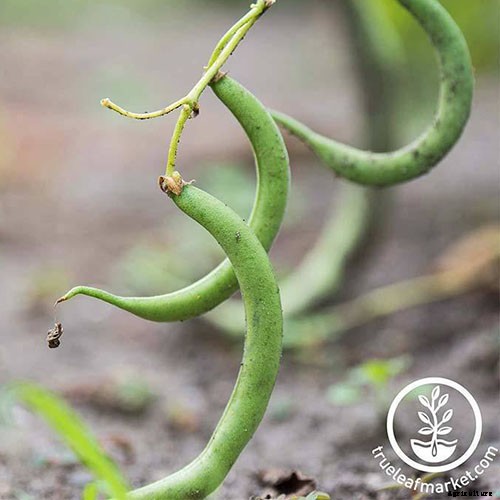 Plant-Based Protein: The Best Protein-Packed Plants to Grow in the Garden