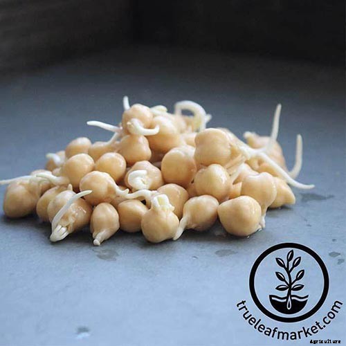 Plant-Based Protein: The Best Protein-Packed Plants to Grow in the Garden