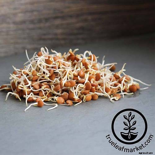 Plant-Based Protein: The Best Protein-Packed Plants to Grow in the Garden