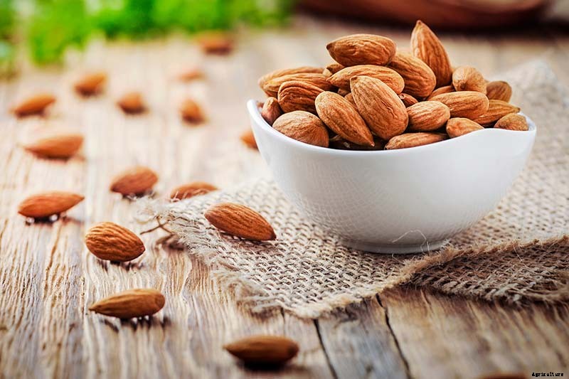 Plant-Based Protein: The Best Protein-Packed Plants to Grow in the Garden