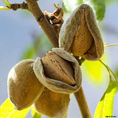 Plant-Based Protein: The Best Protein-Packed Plants to Grow in the Garden