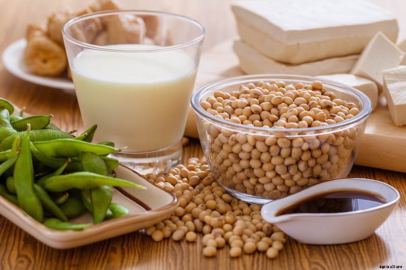 Plant-Based Protein: The Best Protein-Packed Plants to Grow in the Garden