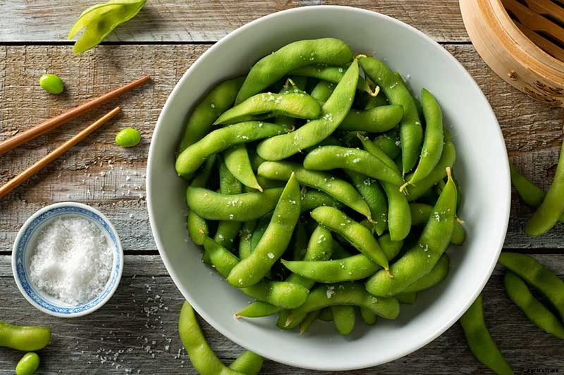 Plant-Based Protein: The Best Protein-Packed Plants to Grow in the Garden