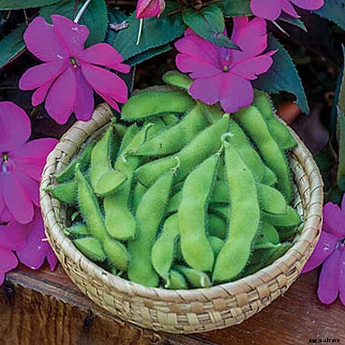 Plant-Based Protein: The Best Protein-Packed Plants to Grow in the Garden