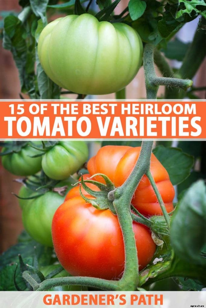 21 of the Best Heirloom Tomato Varieties for the Garden