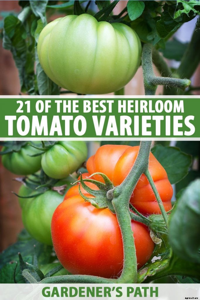 21 of the Best Heirloom Tomato Varieties for the Garden