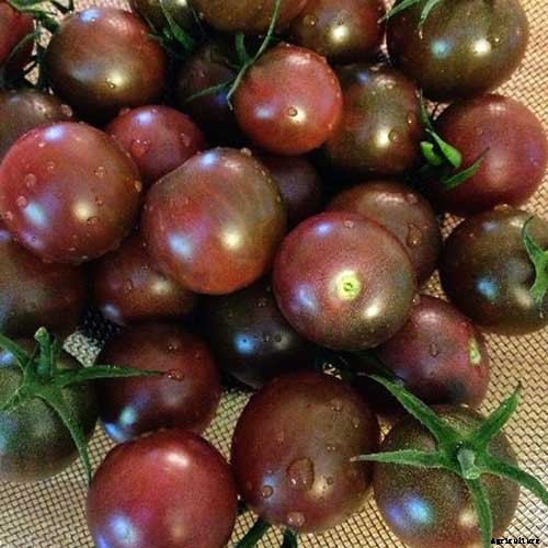 21 of the Best Heirloom Tomato Varieties for the Garden