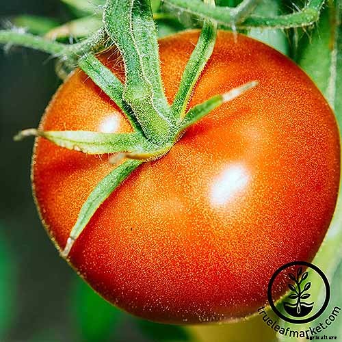 21 of the Best Heirloom Tomato Varieties for the Garden