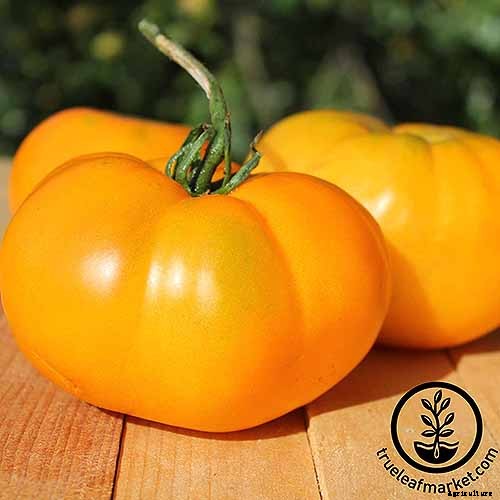 21 of the Best Heirloom Tomato Varieties for the Garden