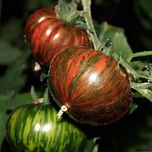 21 of the Best Heirloom Tomato Varieties for the Garden
