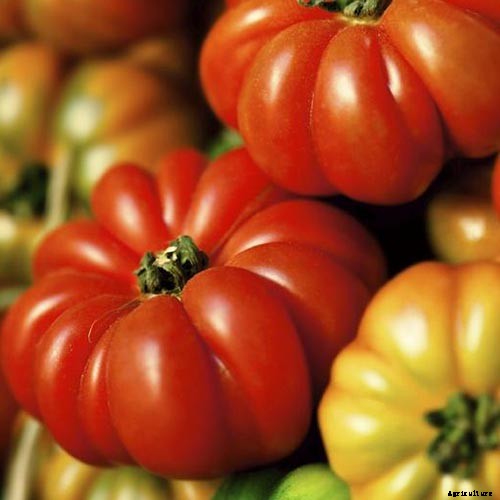 21 of the Best Heirloom Tomato Varieties for the Garden
