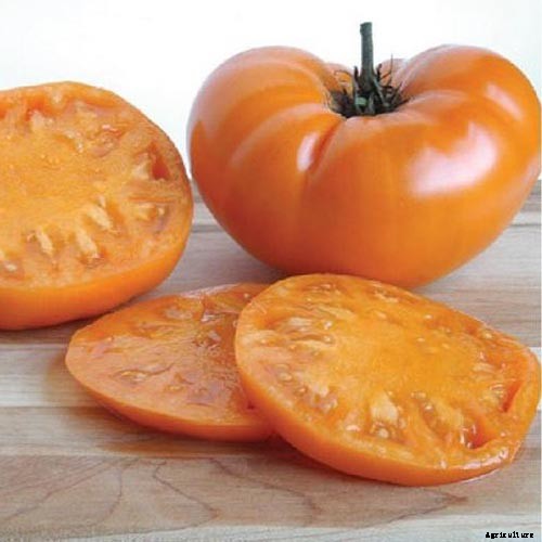 21 of the Best Heirloom Tomato Varieties for the Garden