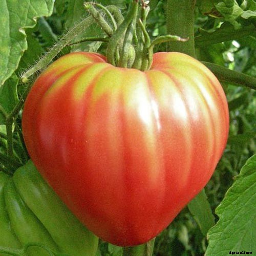 21 of the Best Heirloom Tomato Varieties for the Garden