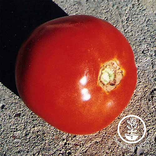 21 of the Best Heirloom Tomato Varieties for the Garden