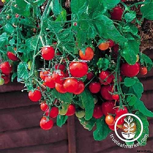 21 of the Best Heirloom Tomato Varieties for the Garden