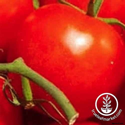 21 of the Best Heirloom Tomato Varieties for the Garden