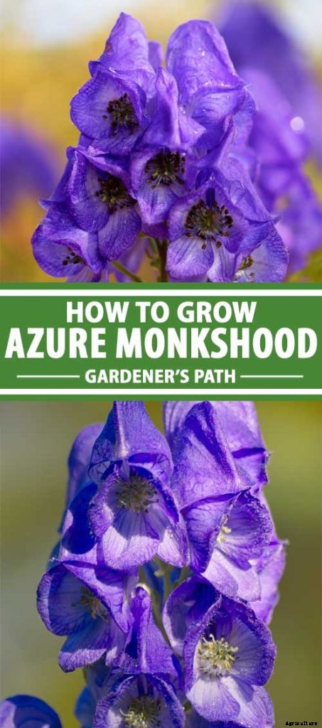 How to Grow Azure Monkshood for Stunning Fall Color