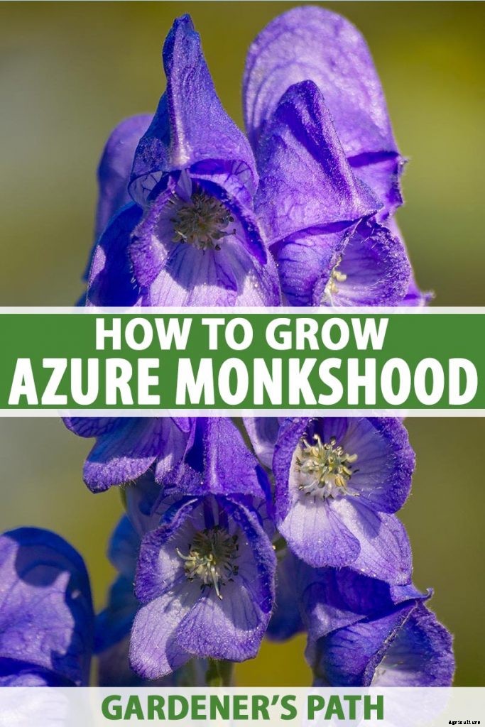 How to Grow Azure Monkshood for Stunning Fall Color