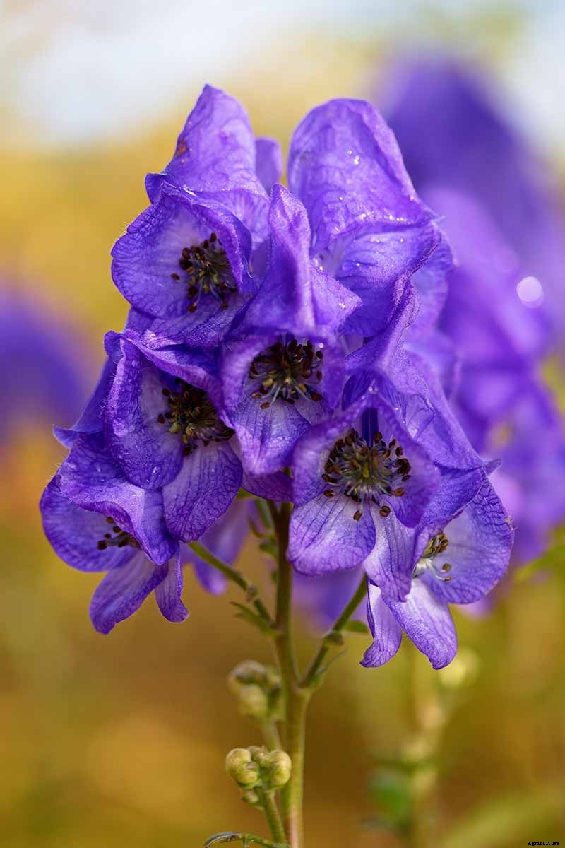 How to Grow Azure Monkshood for Stunning Fall Color