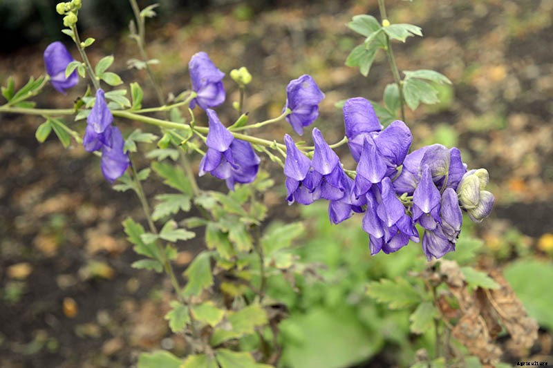 How to Grow Azure Monkshood for Stunning Fall Color
