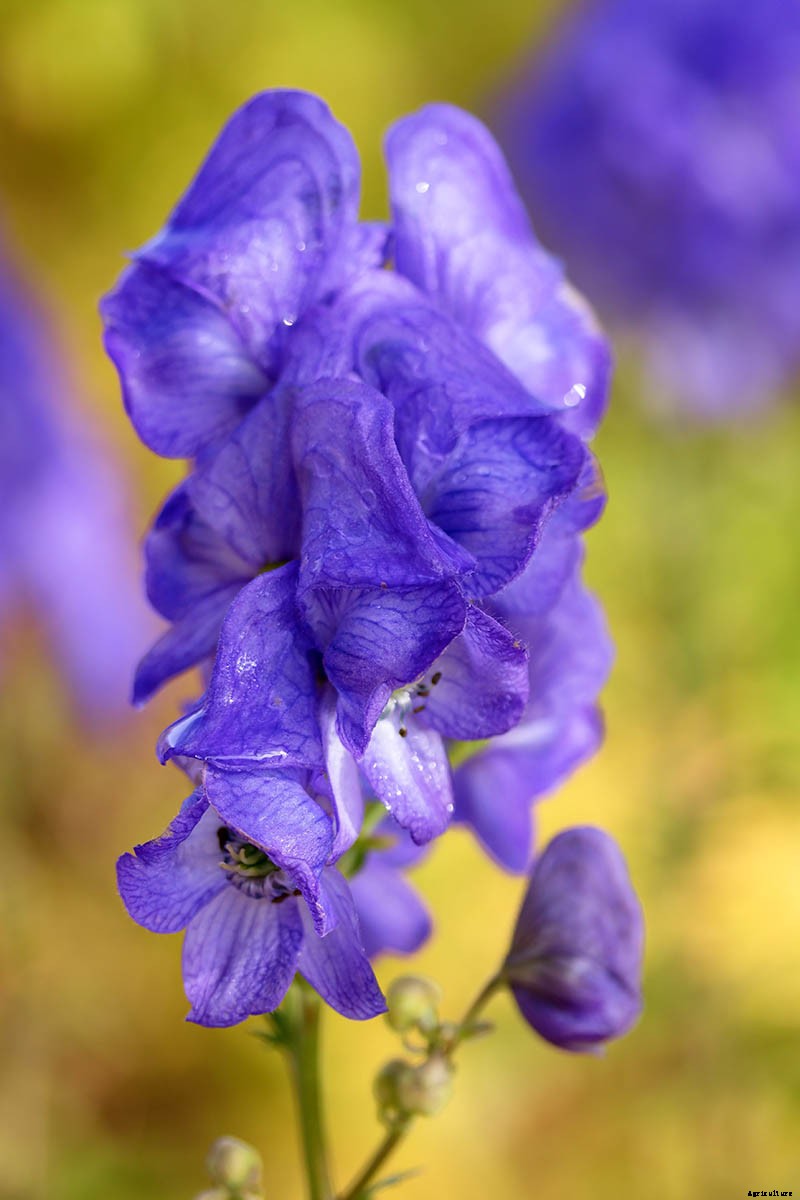 How to Grow Azure Monkshood for Stunning Fall Color