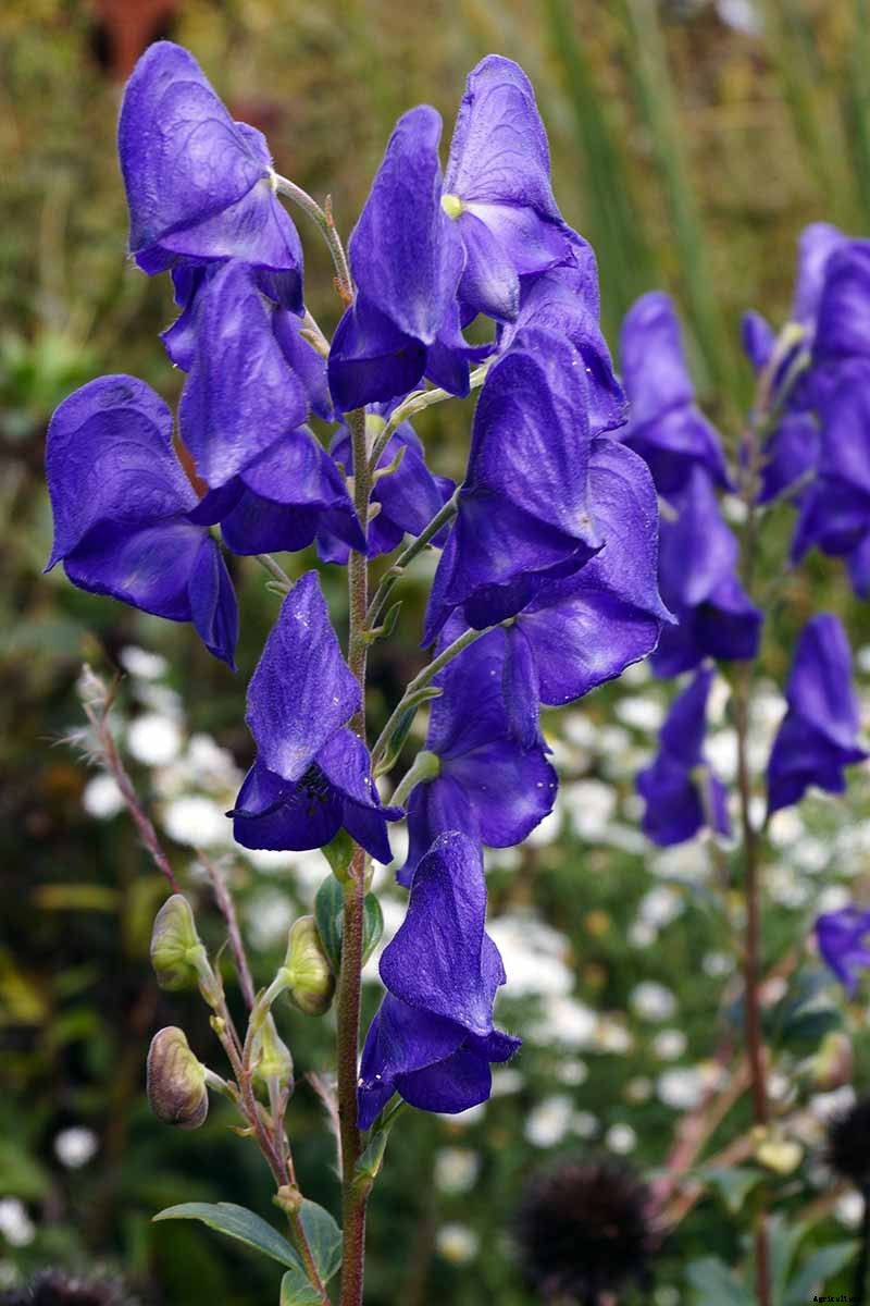 How to Grow Azure Monkshood for Stunning Fall Color