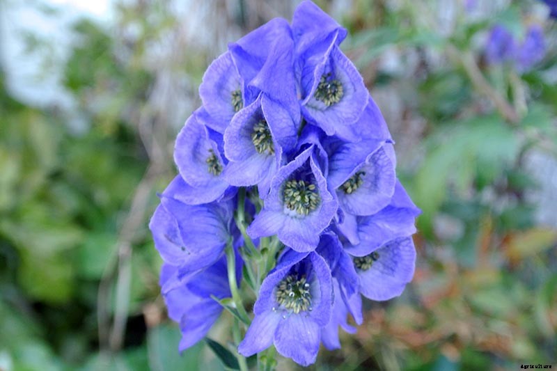 How to Grow Azure Monkshood for Stunning Fall Color