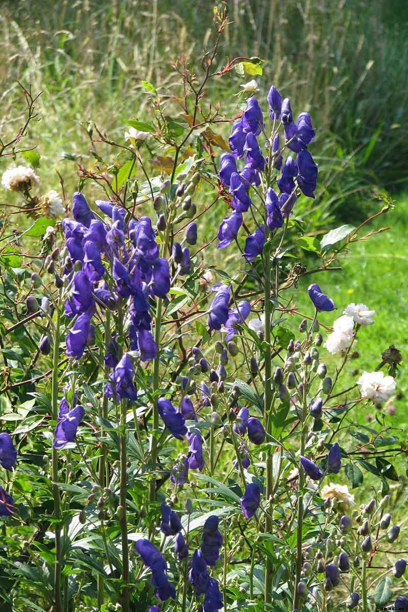 How to Grow Azure Monkshood for Stunning Fall Color
