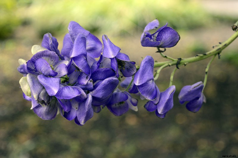How to Grow Azure Monkshood for Stunning Fall Color