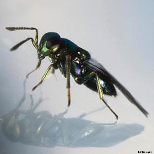 How to Grow Azure Monkshood for Stunning Fall Color