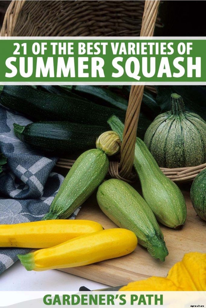 21 of the Best Summer Squash Varieties for Your Garden
