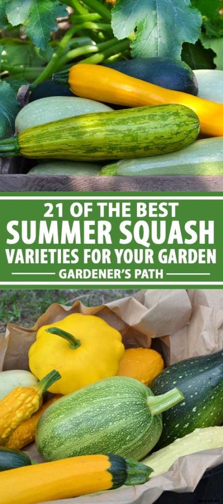 21 of the Best Summer Squash Varieties for Your Garden