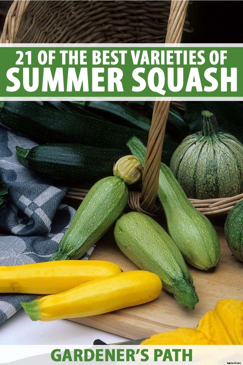 21 of the Best Summer Squash Varieties for Your Garden