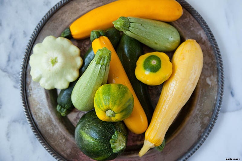 21 of the Best Summer Squash Varieties for Your Garden
