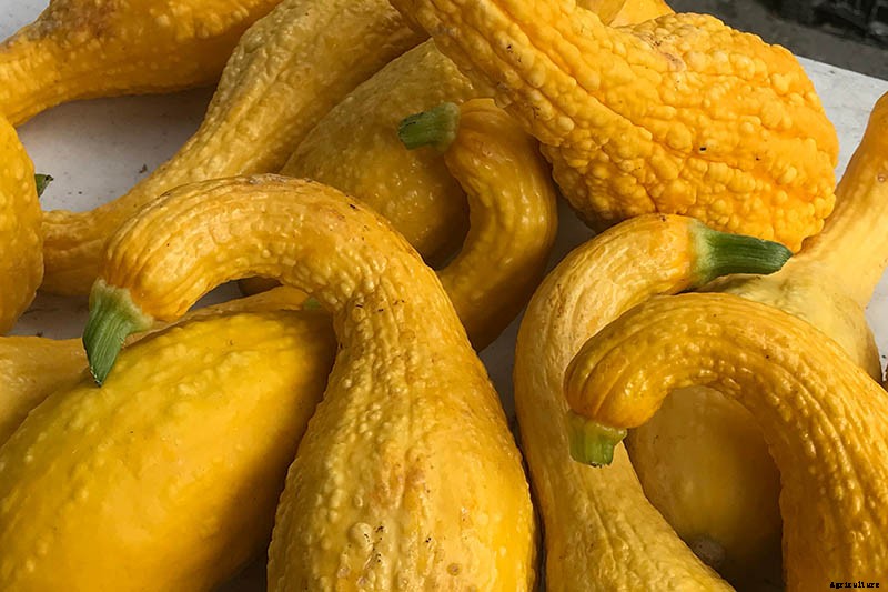 21 of the Best Summer Squash Varieties for Your Garden